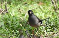 Jungle Myna