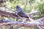 Thumbnail for File:Juniper Titmouse (Baeolohus ridgwayi) (20164508679).jpg