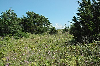 Juniperus virginiana Washburn Island1.jpg