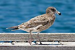 Juvenile pacific gull.jpg