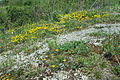 Flower meadow habitat of Cupido minimus Lycaenidae Naturschutzgebiet Grainberg Kalbenstein und Saupurzel, Bavaria, Germany