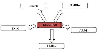 Figure 4: KIAA0090/Protein Interactions KIAA0090 Interaction Diagram.jpg