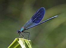 Calopteryx