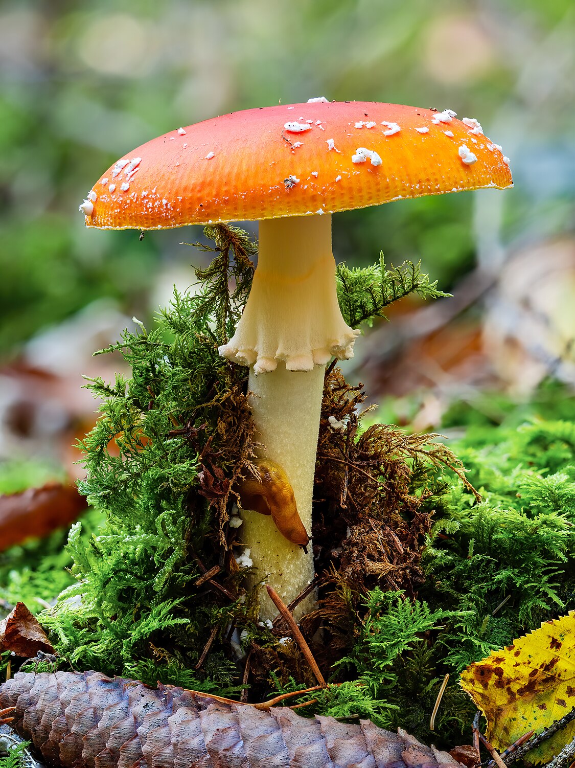 :File:Kaiserling (Amanita caesarea) 20191014-RM-153953.jpg