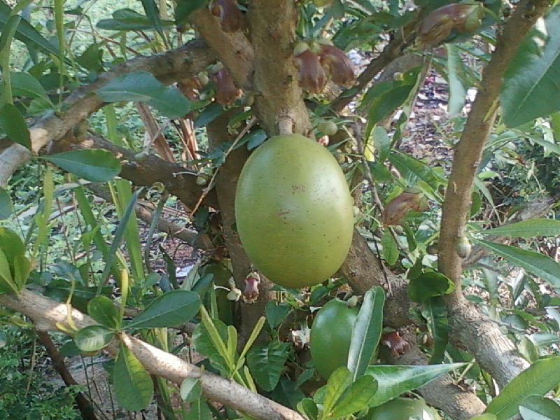 File:Kamandalu maram fruit.jpg