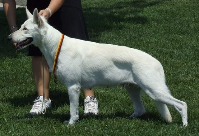 Dogs may also be presented standing freely, in the so-called "self stack" or "free stack".