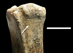2 Mio. Jahre alte Tierknochen mit Schnittspuren aus der Fundstätte Kanjera Süd (Kenia) Maßstab: 1 cm, rechts unten: 1 mm