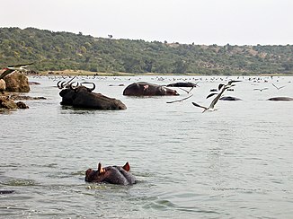 Flusspferde im Kazinga-Kanal