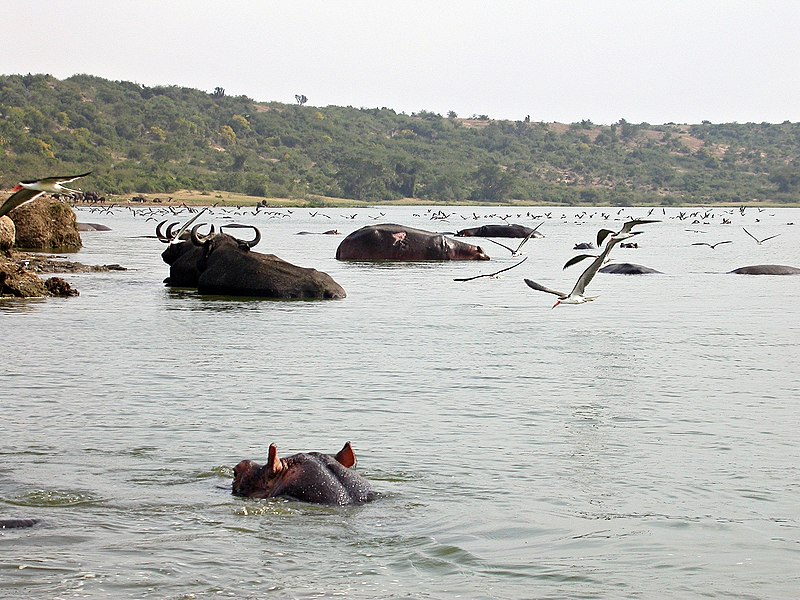 File:Kazinga channel Uganda.jpg