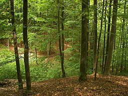 Kellerwald, Germany