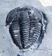 Fossil of the Cambrian trilobite Kendallina Kendallina sp CRF.jpg