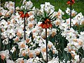 תערוכת הפרחים בקוקנהוף הולנד