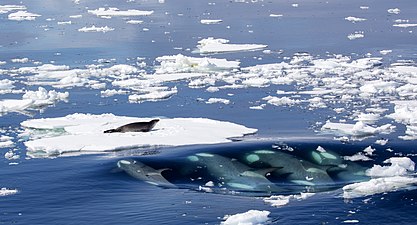 Killer whales hunting a seal by Callan Carpenter