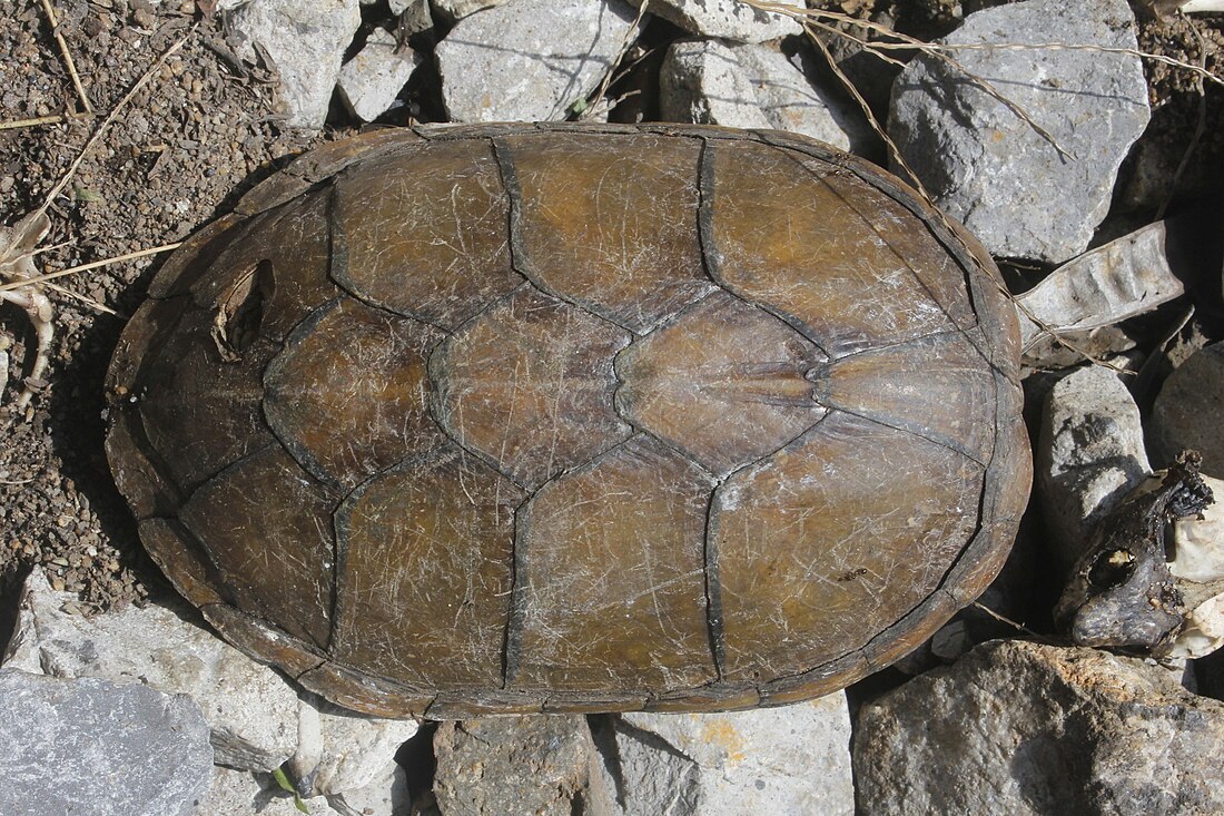 Herrera's mud turtle