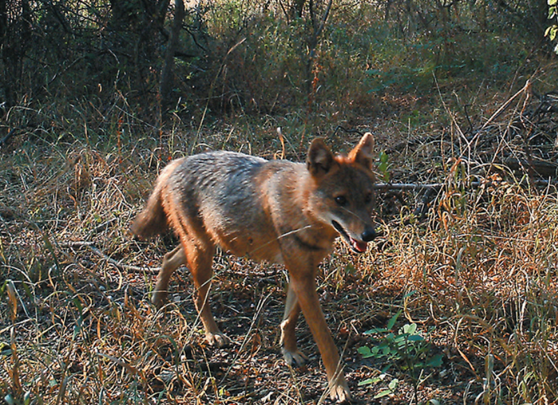 File:Klára Pyšková et al. ZooKeys 641 151–163 (2016) Golden jackal 1.png