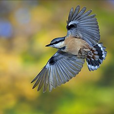 286 espèces d'oiseaux signalées dans le Parc depuis 1970 !