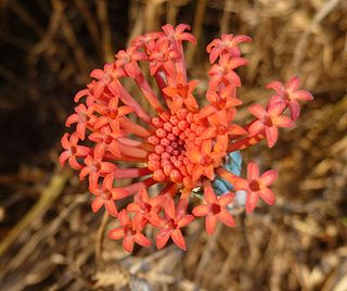 <i>Kleinia fulgens</i> Species of flowering plant