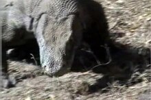 Fájl: Komodo dragons video.ogv