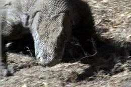 Ficheru:Komodo dragons video.ogv