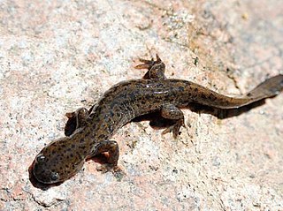 <span class="mw-page-title-main">Korean salamander</span> Species of amphibian