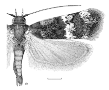 Illustration of H. polita by Des Helmore. LEPI Oecophoridae Hierodoris polita.png