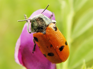 <i>Lachnaia tristigma</i> Species of beetle