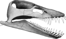 Lagenanectes richterae, skull reconstruction, right lateral.png