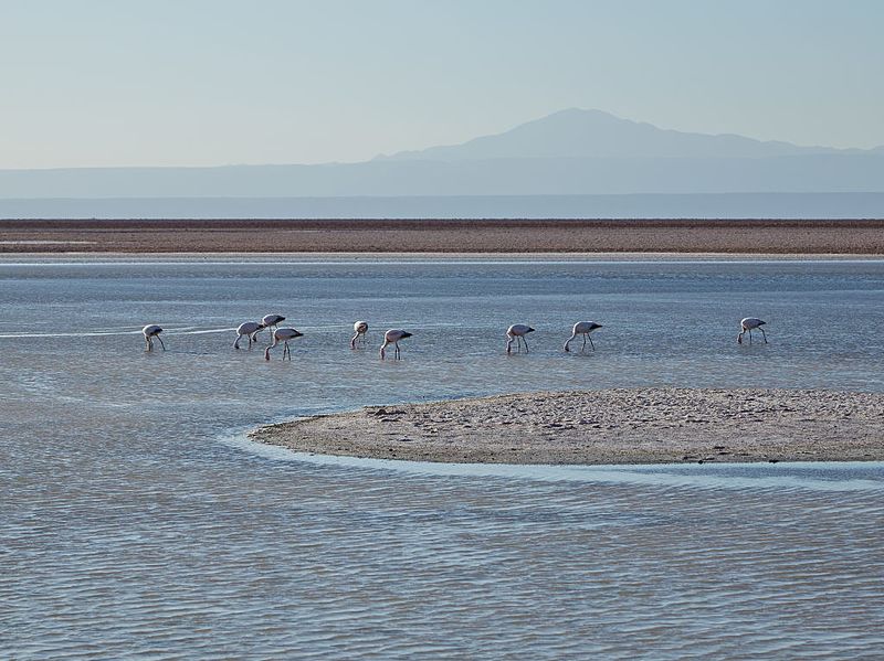 File:Laguna Chaxa-CTJ-IMG 5826.jpg