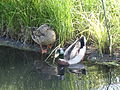 Lake Watauga, Mallards