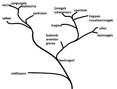 Roofvogels: Snavels, Prooien en voedsel zoeken, Roofvogels in Nederland en België