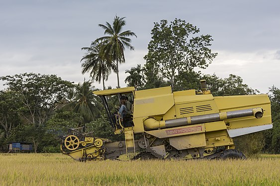 Rice harvesting in Langkawi, Malaysia.