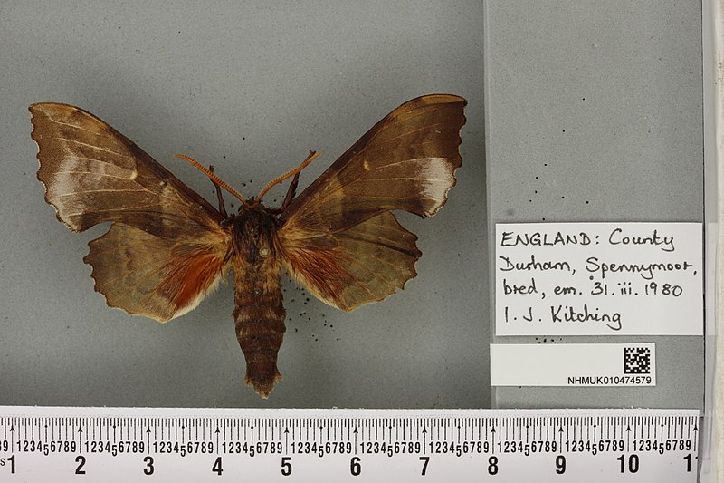 File:Laothoe populi populi (UK, County Durham, Spennymoor, bred, em. 31.iii .1980) (NHMUK010474579) male upperside.jpg