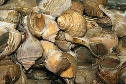 Living Busycotypus whelk sea snails Large eastern conch.jpg