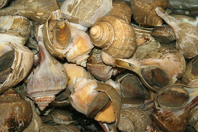A group of large eastern conchs or whelks of the species Busycotypus canaliculatus for sale at a California seafood market