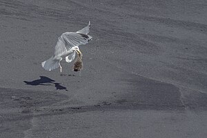 Mewa Larus argentatus × Larus hyperboreus