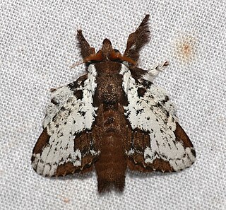 <i>Euglyphis</i> Genus of moths