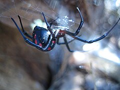 Черен отровен паяк (L. tredecimguttatus)