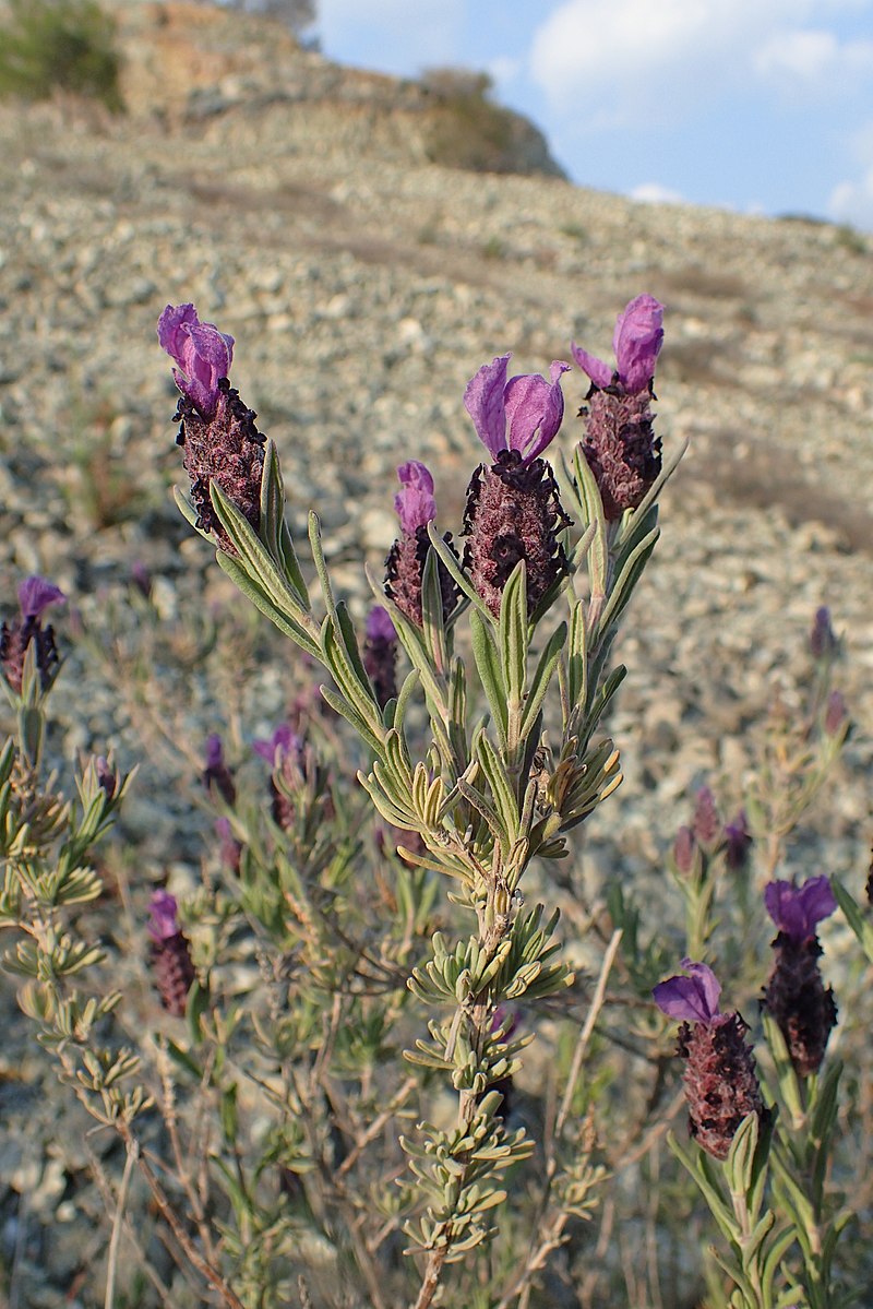 Lavandula stoechas - Wikipedia, la enciclopedia libre