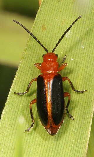 <i>Phyllobrotica limbata</i> Species of beetle