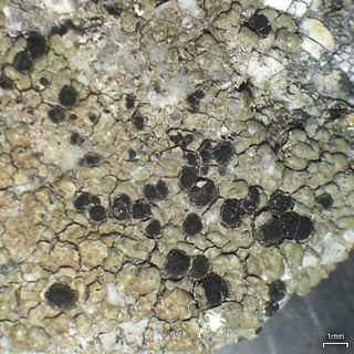 <i>Lecidea</i> Genus of lichenised fungi in the family Lecideaceae