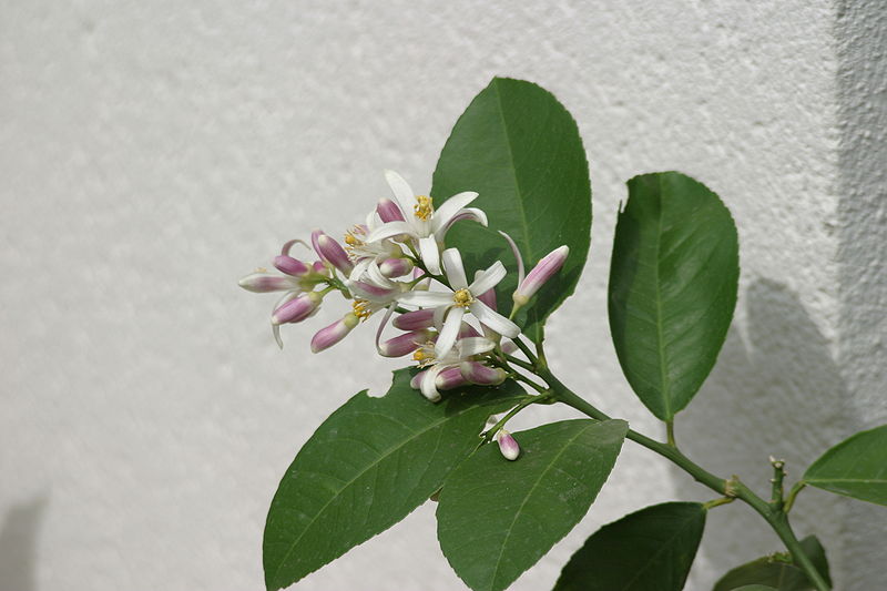 File:Lemon tree flower.jpg