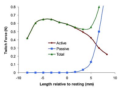 Muscle length vs Force. In Hill's muscle model the active and passive forces are respectively
F
C
E
{\displaystyle F_{CE}}
and
F
P
E
{\displaystyle F_{PE}}
. Lengthtension.jpg