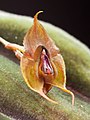 Lepanthes cincinnata