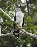 aves De Argentina