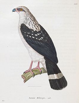 Zwartmaskerbuizerd