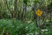 English: Republican biological reserve Liebiadziny. Minsk, Belarus Беларуская: Рэспубліканскі біялагічны заказнік Лебядзіны. Мінск, Беларусь Русский: Республиканский биологический заказник Лебяжий. Минск, Беларусь