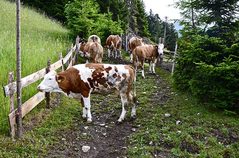 File:Liesing Tscheltsch 5 Joergishof Fleckvieh auf Weide 13062014 480.jpg