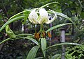 Lilium xanthellum var. luteum.jpg