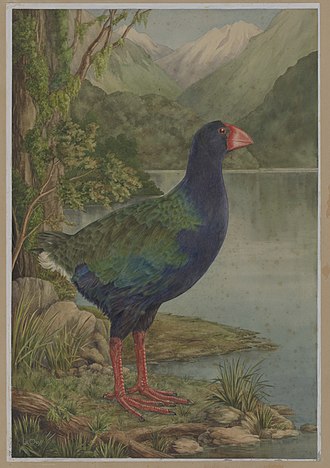 Watercolour illustration of takahe. Artist: Lily A. Daff Lily Attey Daff Takahe full.jpg