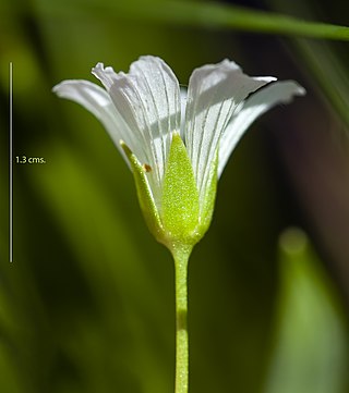 <i>Limnanthes bakeri</i> Species of flowering plant